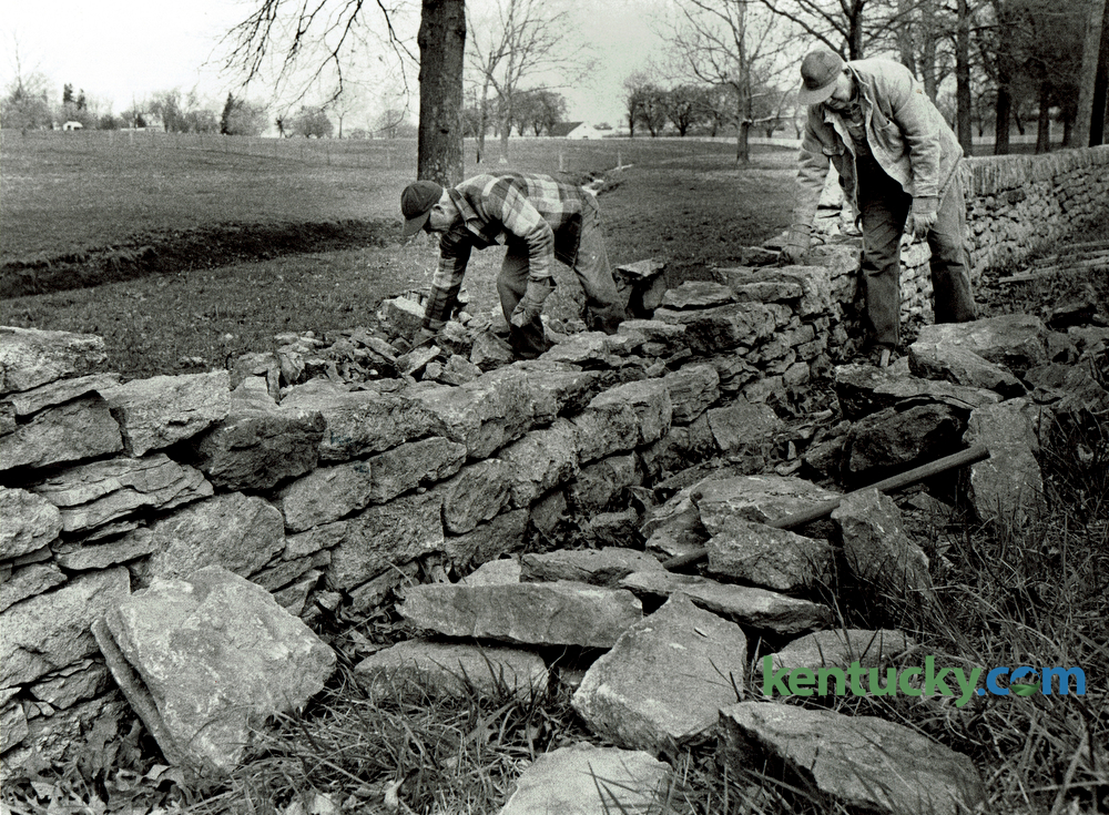 Repairing a Coldstream stone wall, 1976 | Kentucky Photo Archive
