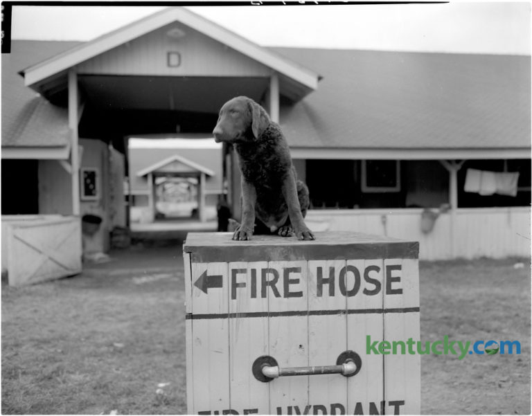 Coldstream on Keeneland’s backside, 1947 | Kentucky Photo Archive